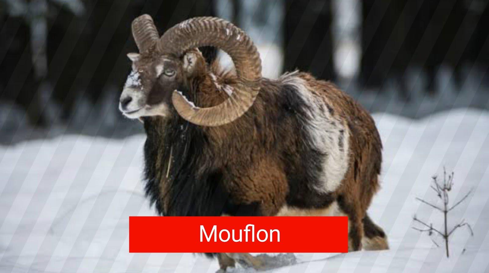 Top 5 der meistgejagten Tiere in Österreich