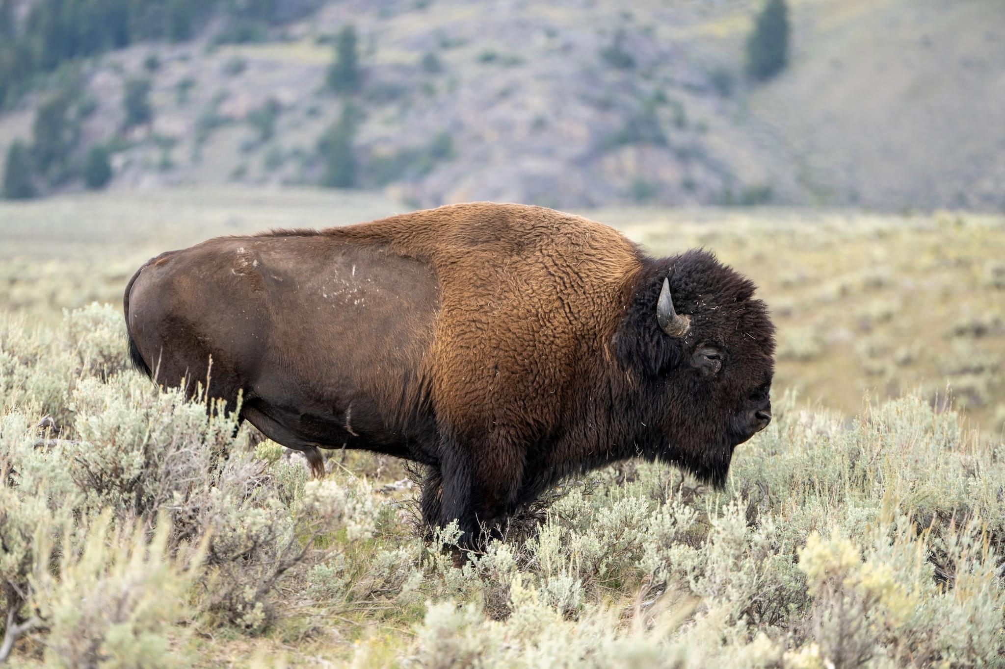 Some of my favorite shots from the #Yellowstone area.