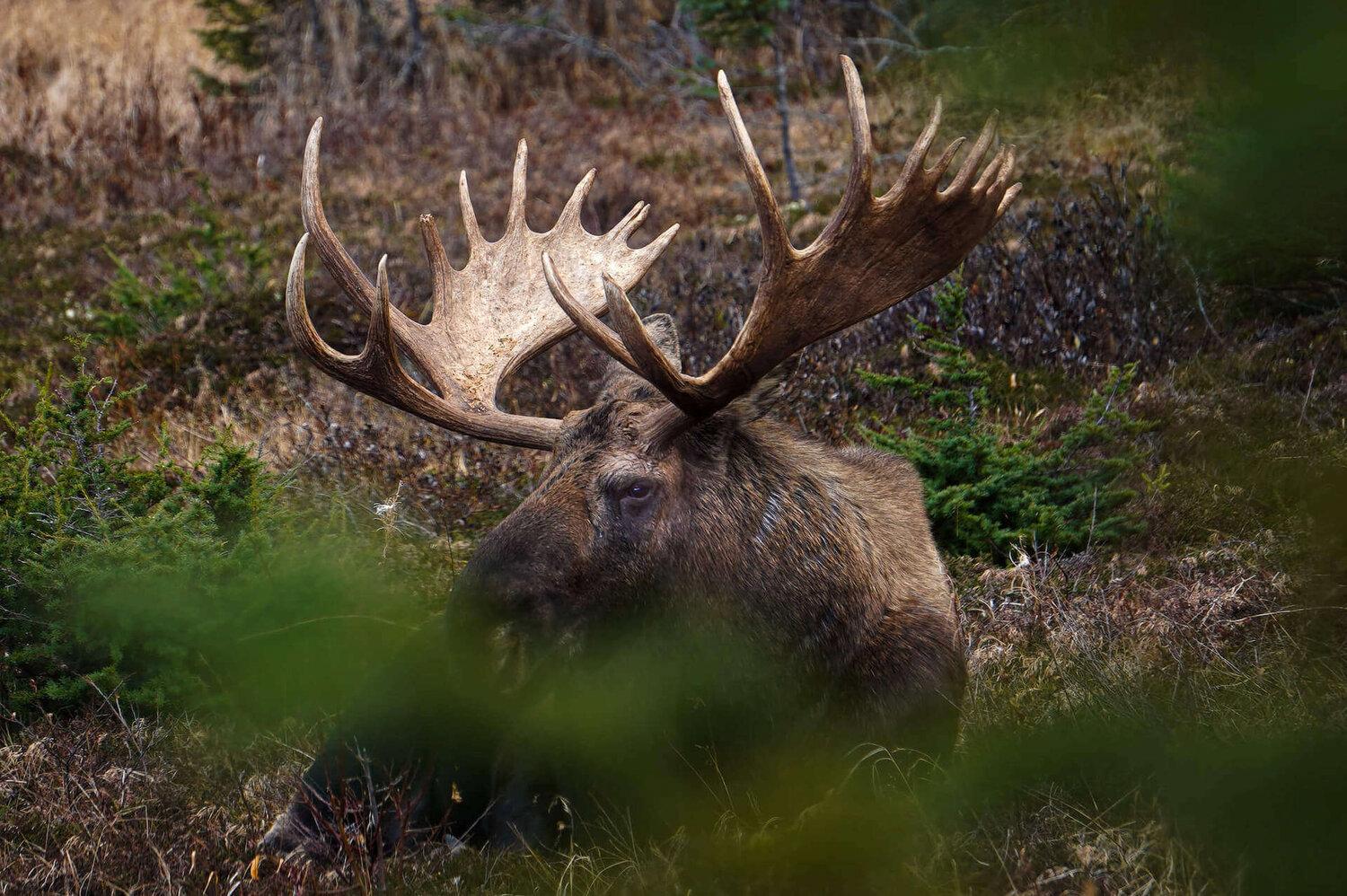 Heavy bodied and long-legged, with a drooping nose, moose (Alces alces) are the largest members of the deer family.