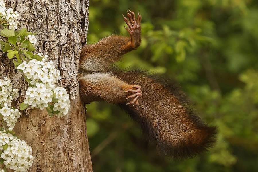 ❤️ Sharing the hilarious wildlife photos from the Comedy Wildlife Photo Awards 2024 finalists!