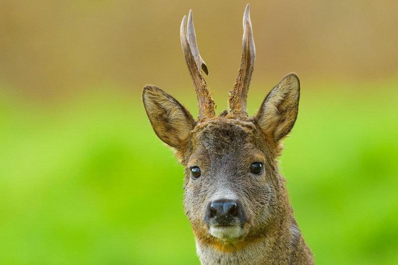 'Photographing the UK’s Secretive Roe Deer' - an interview with Phil Johnston!