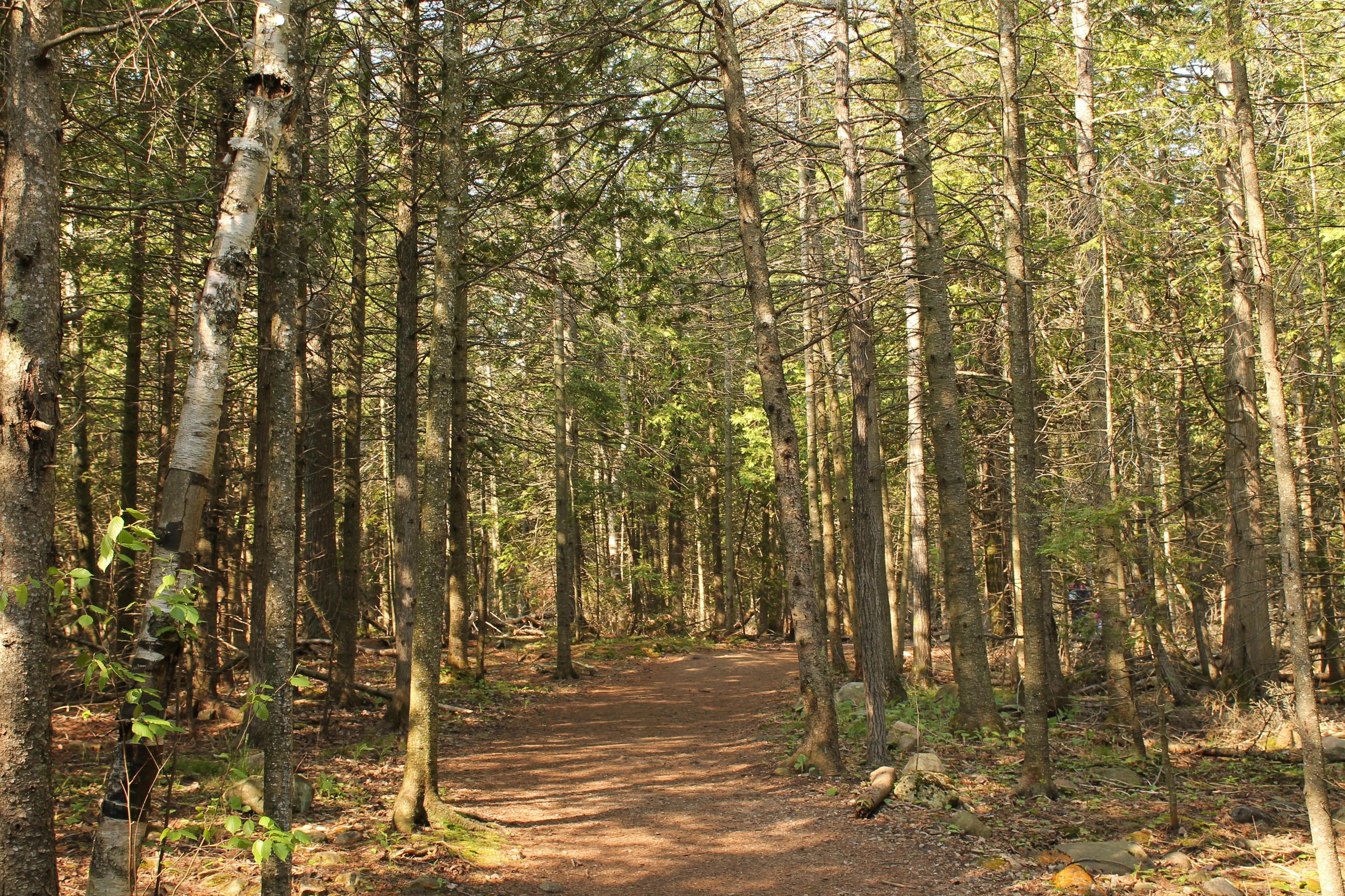 La chasse en FORÊT MIXTE au Canada: Types de chasse, espèces locales et territoires forestiers