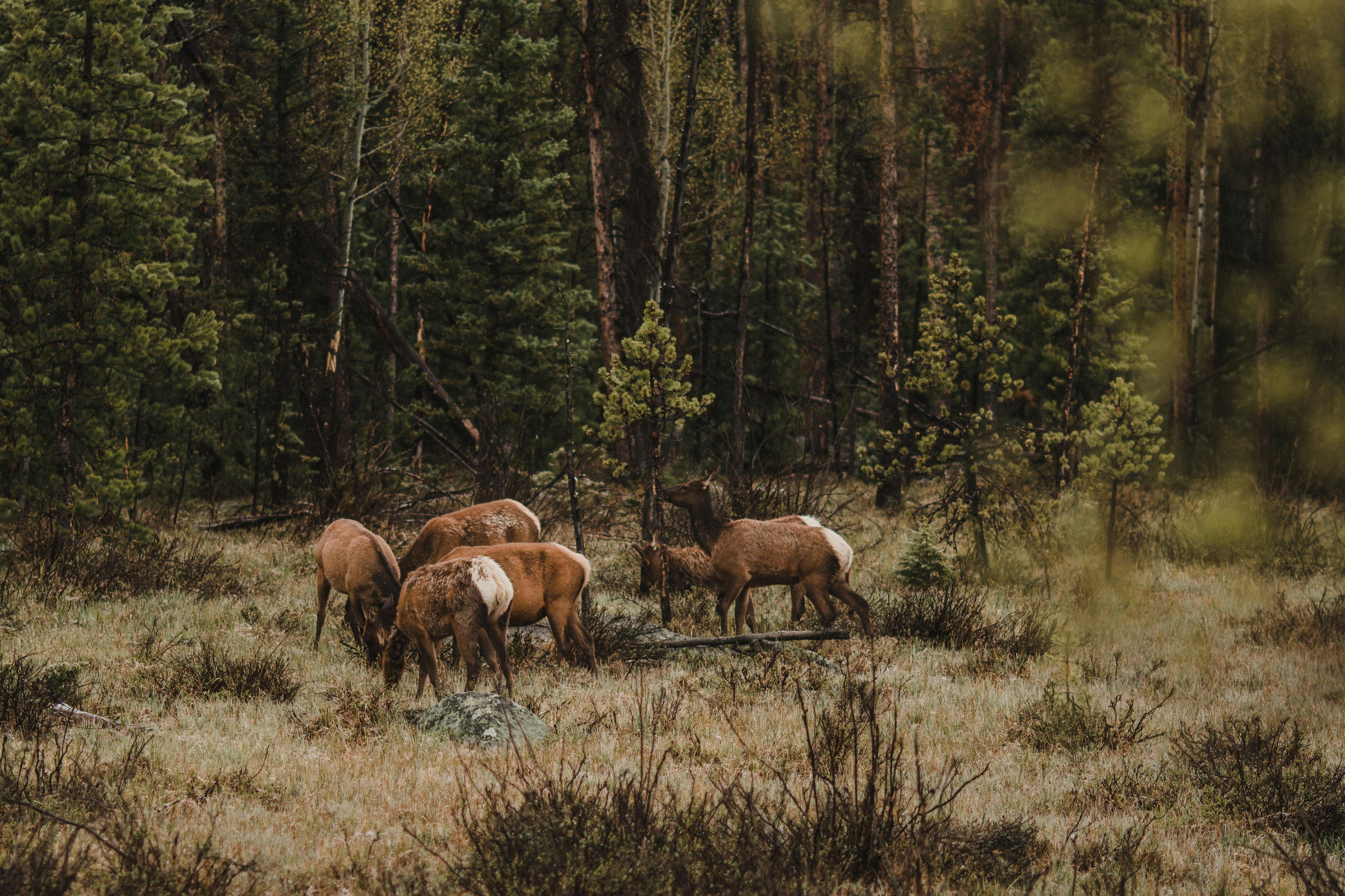 Colorado Suspends Hunts on Federal Lands Amid Government Shutdown: What Hunters Need to Know