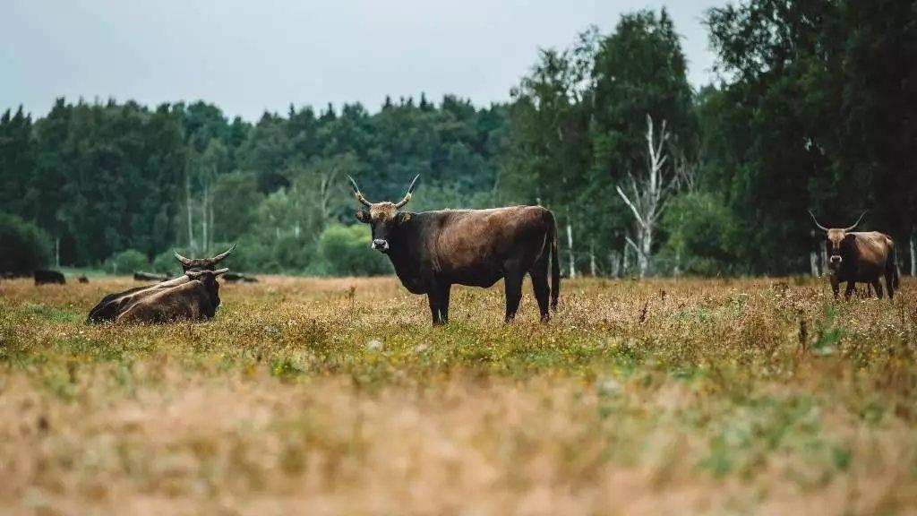 Dabas parks "Pape" pārsteidz ar unikālām dabas ekosistēmām un elpu aizraujošām ainavām.