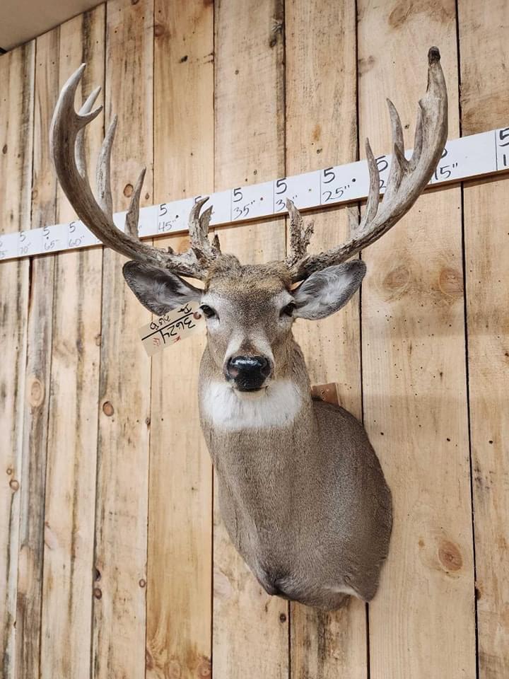 Got some nice deer & lots of other cool stuff in for the spring auction in Maquoketa Iowa March 14-16