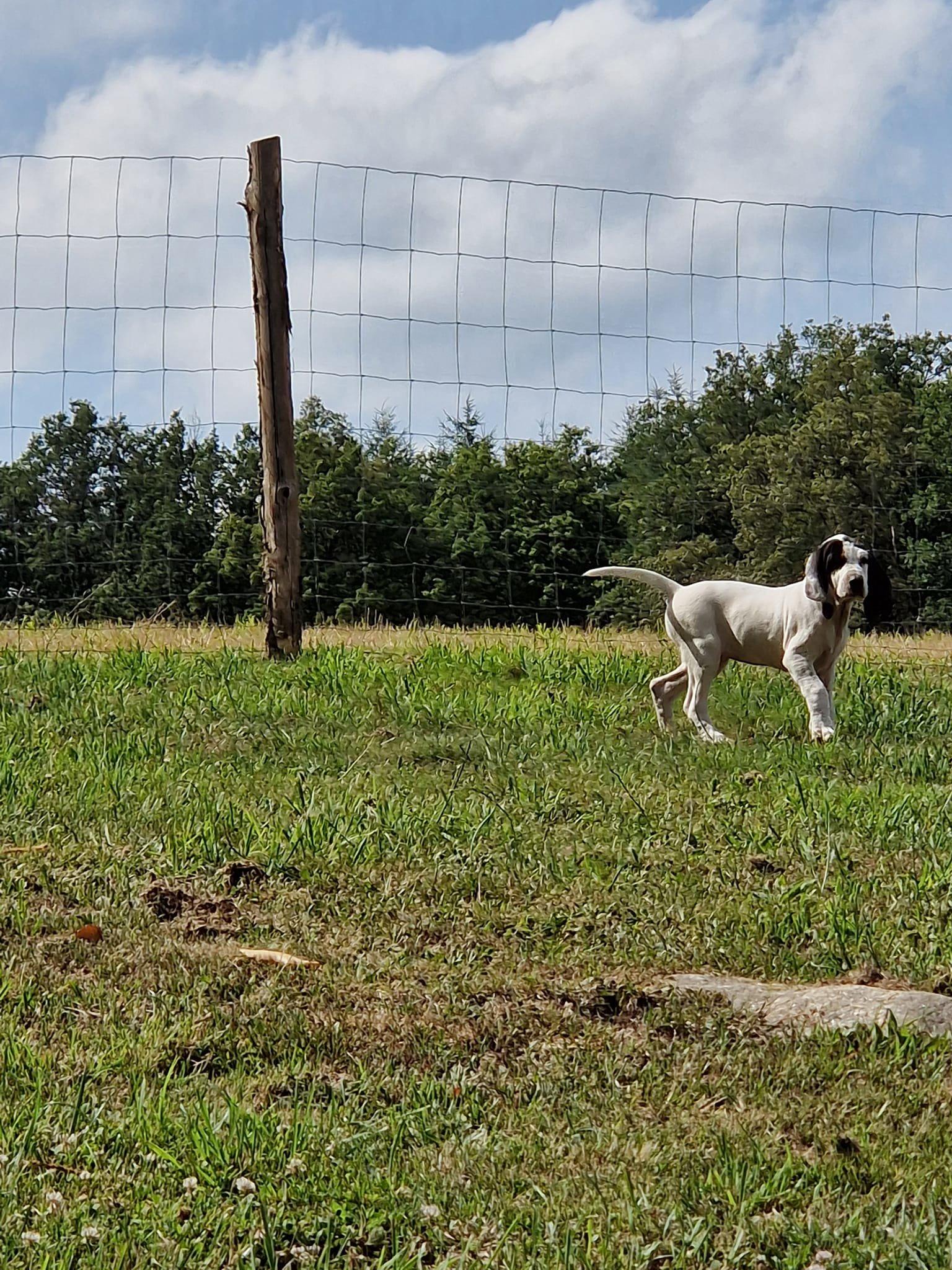 Disponible  chiots croisés un mâle et une femelle ils ont deux mois .