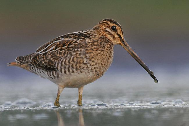There is a snipe bird in the wild, in English it is called "snipe".
