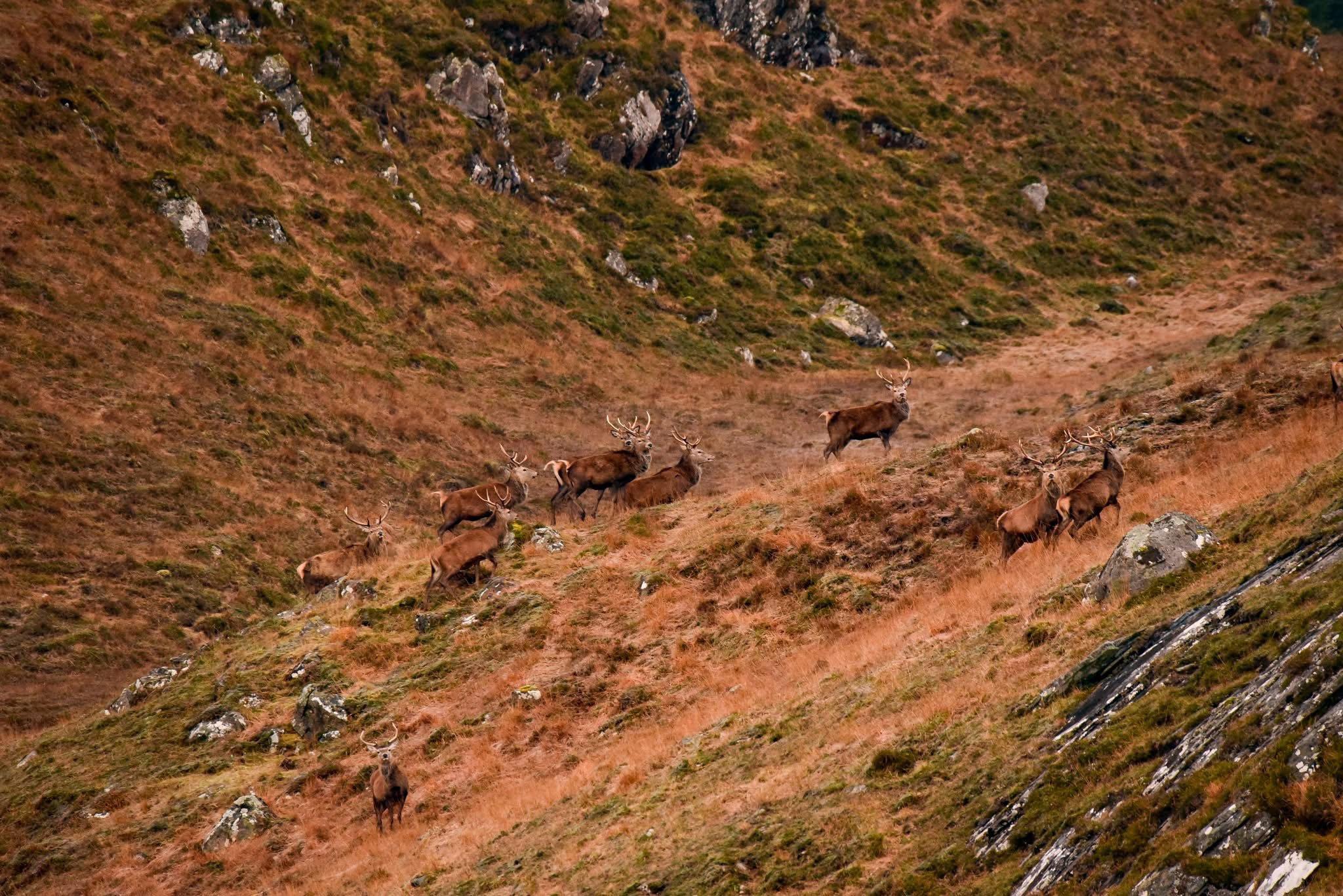 I live in the Scottish highlands and have a passion for stalking red deer  to get as close as possible to capture them in their natural habitat .