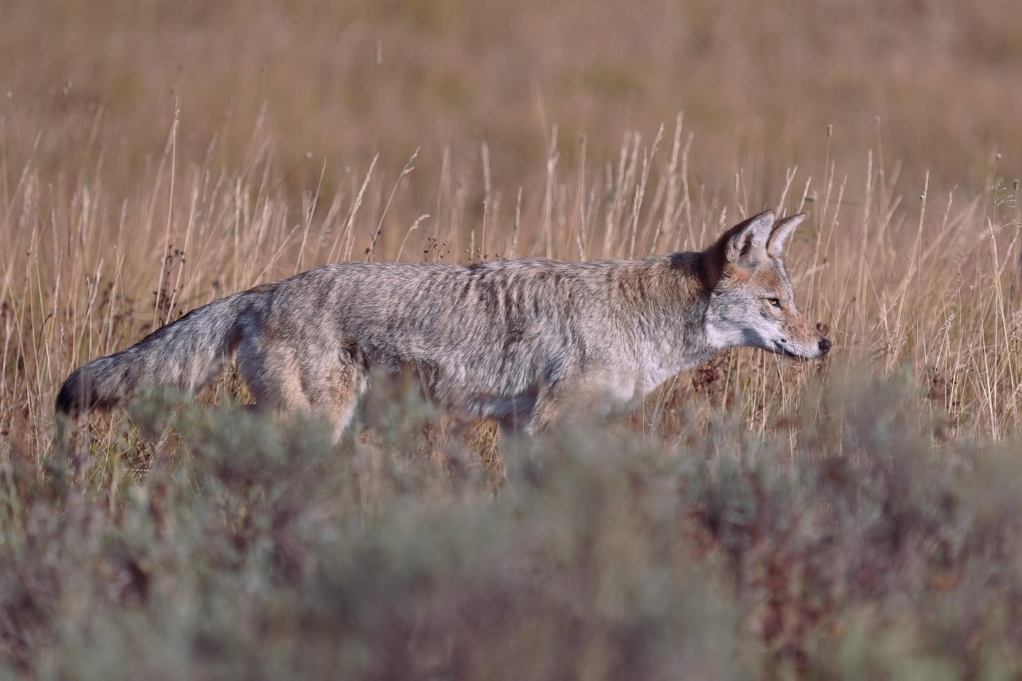 Some of my favorite shots from the #Yellowstone area.