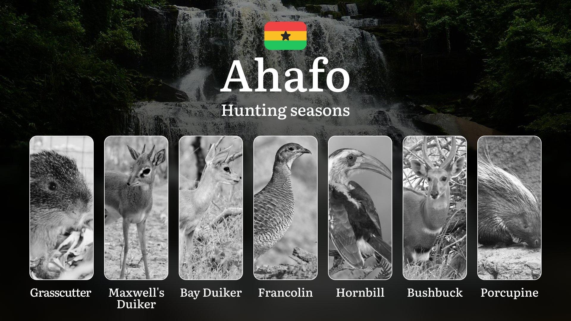 Hunting Laws and Seasons in Ahafo: General Hunting Rules, Permits, Restrictions & Time-Honored Events 