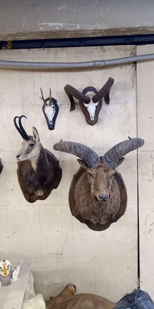 🛠Dmitry Popov visited his old taxidermist friend