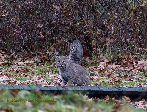 Bobcat.