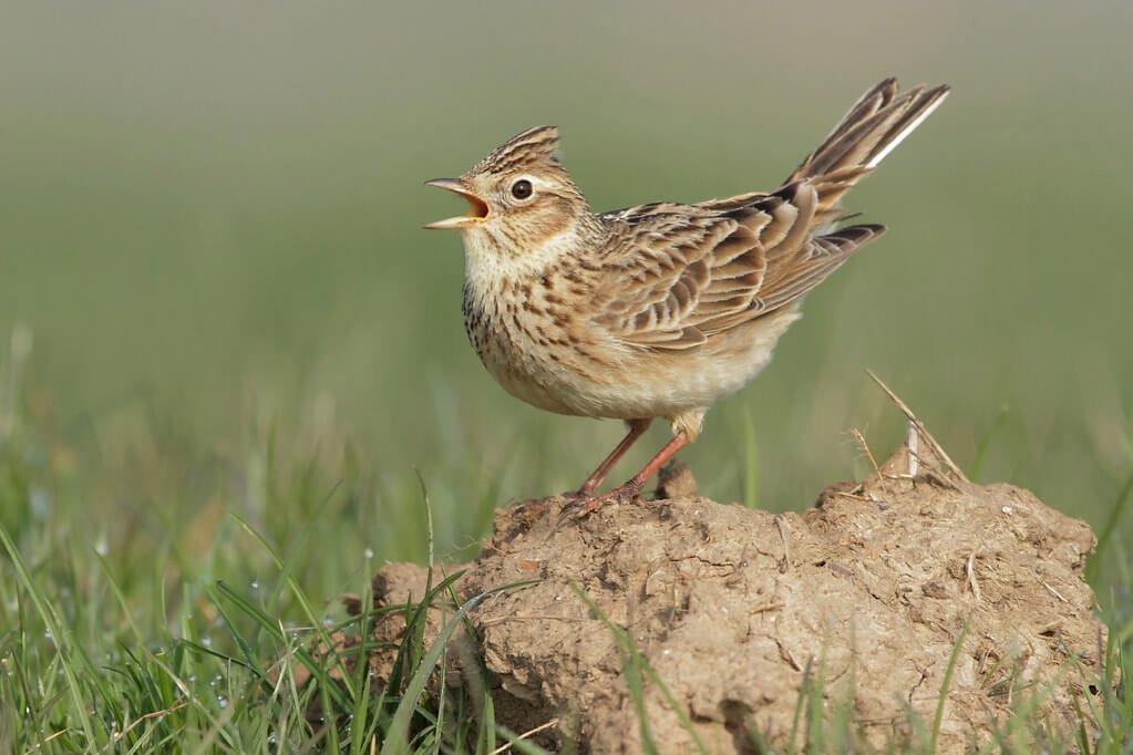 Skylarks, starlings and mistle thrushes: Endangered songbirds licensed to be killed for sport in UK