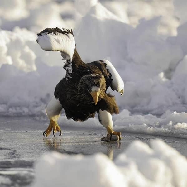 ❤️ Sharing the hilarious wildlife photos from the Comedy Wildlife Photo Awards 2024 finalists!