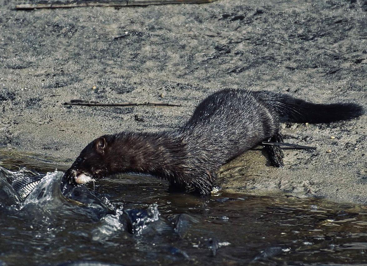 НОРКА АМЕРИКАНСКАЯ: описание, охота на норку, повадки, трофейная ценность — всё для охотника