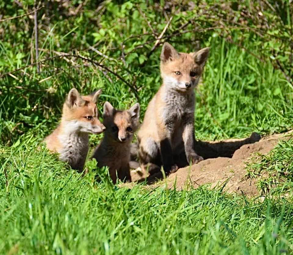 Quelques photos des loulous au soleil 🦊☀️💤