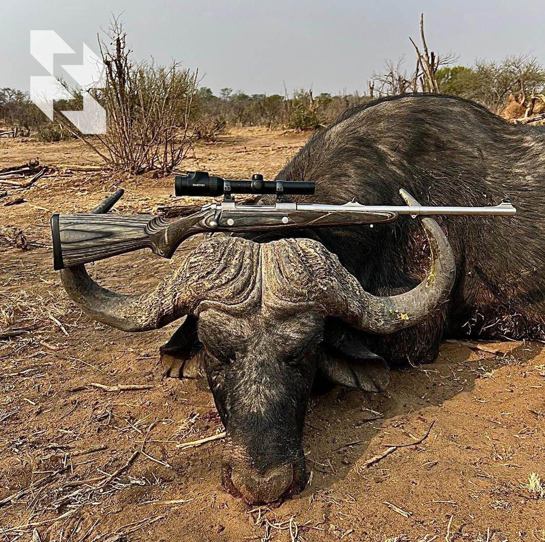 African Buffalo Hunting