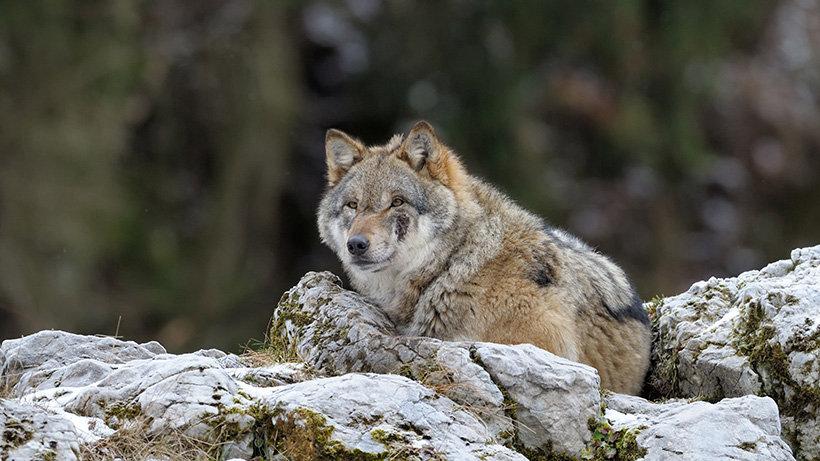 Montana judge to issue decision on wolf hunting and trapping