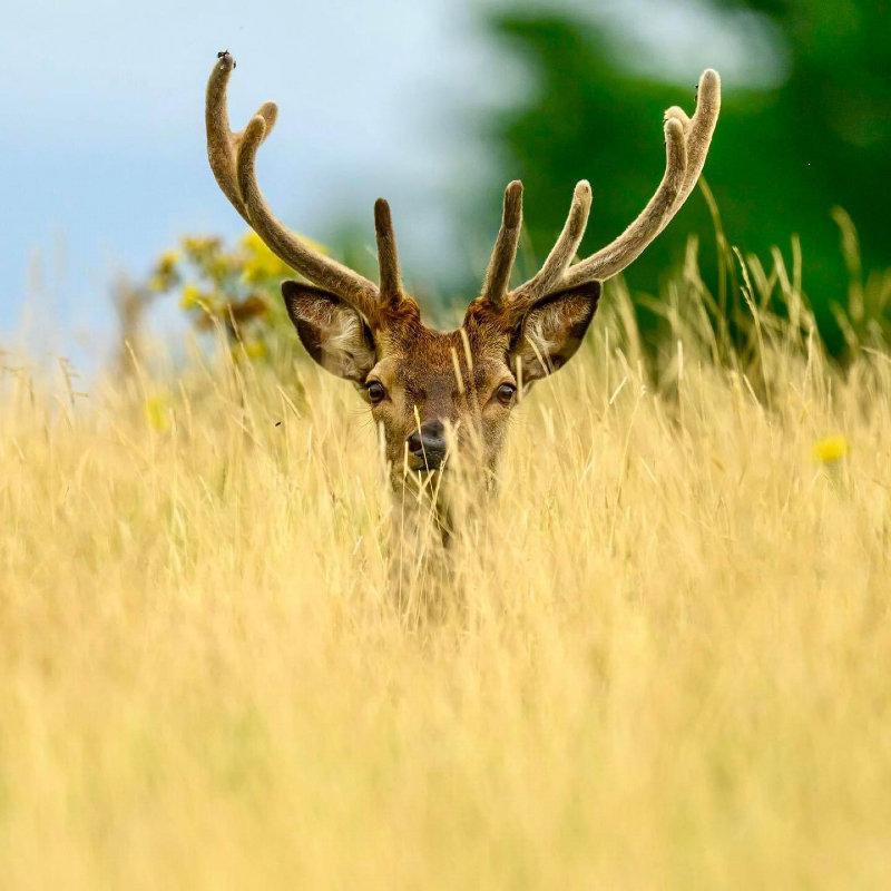 Irish Red Stag