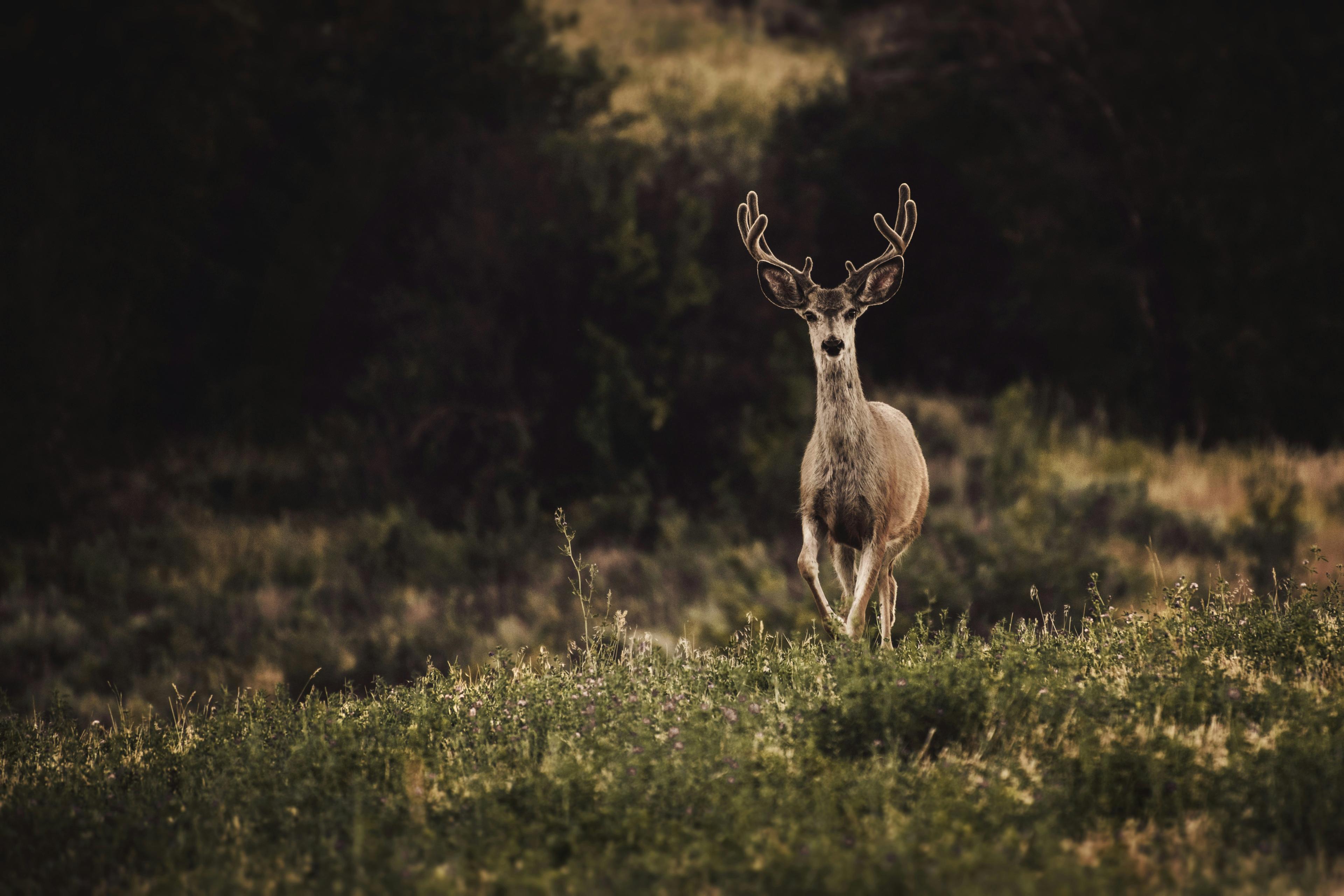 Oregon to Restructure Deer Hunts in 2026: From WMUs to Deer Herd Ranges