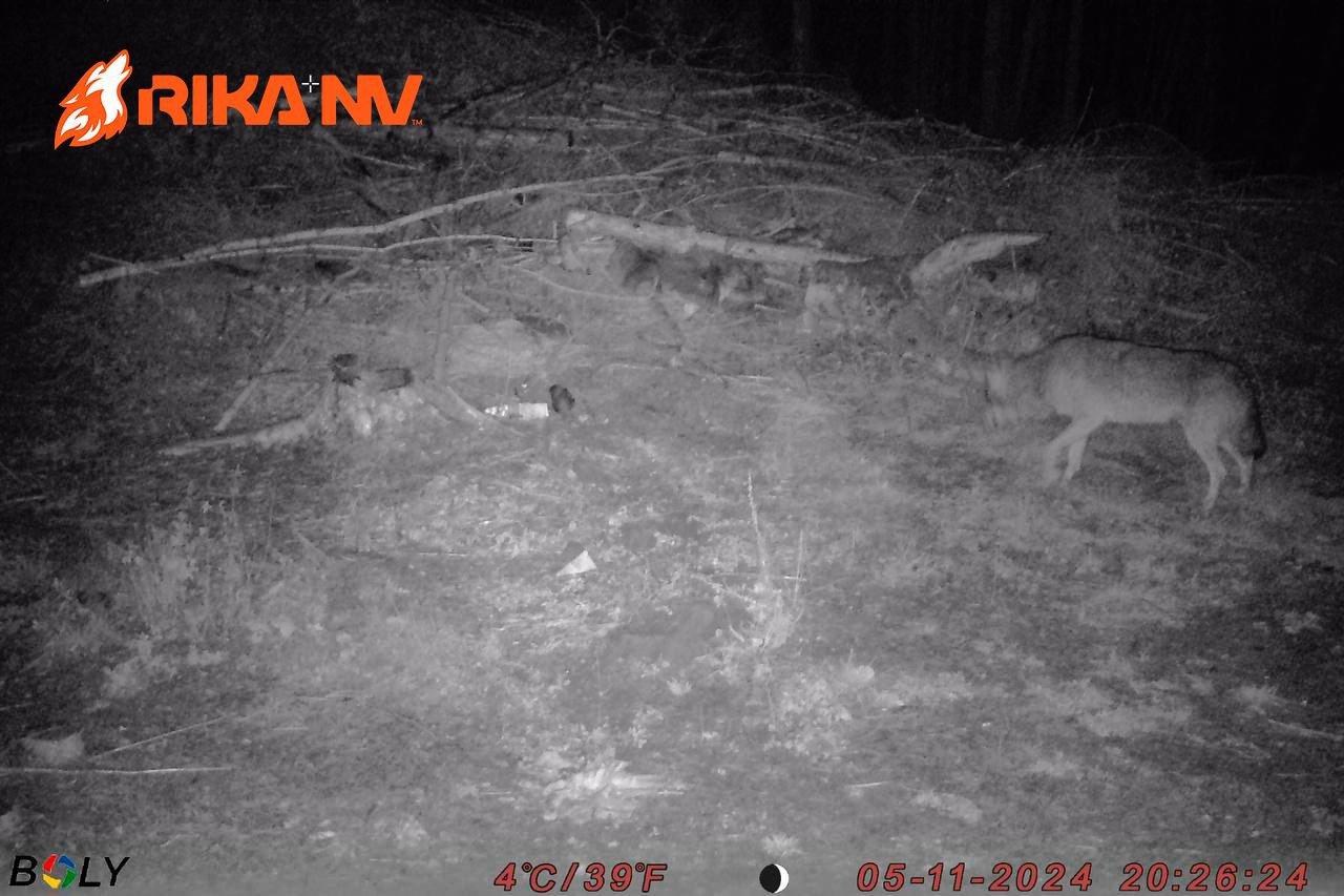 While Evgeniy went to conquer the mountain peaks, our RikaNV team in Belarus is preparing for a new wolf hunt🐺🔥