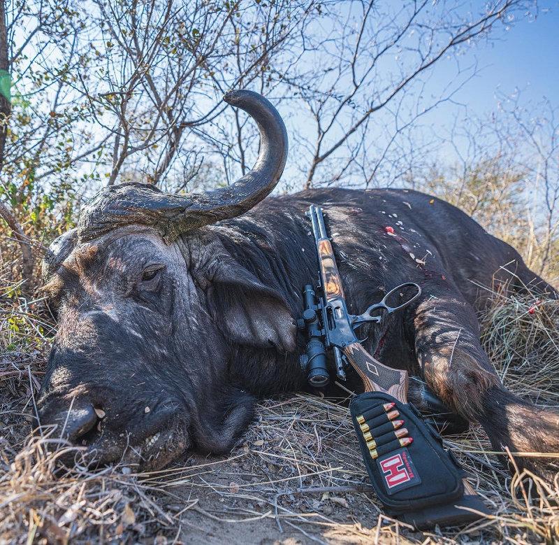 Black Death vs Ruger built Marlin model 1895 Guide Gun in 45-70 GOVT, topped with a Trijicon AccuPoint 1-6x24 and using a Hornady custom load with a 250gr monoflex bullet.