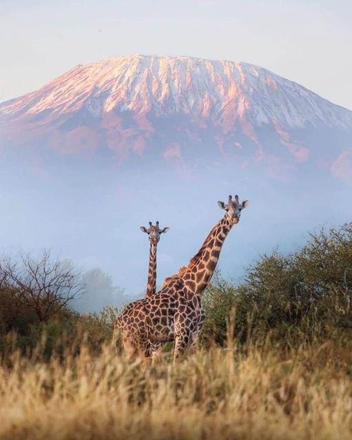Le mont Kilimandjaro, à la frontière entre la Tanzanie et le Kenya, est la plus haute montagne d'Afrique, qui domine seule la savane environnante avec ses sommets enneigés.