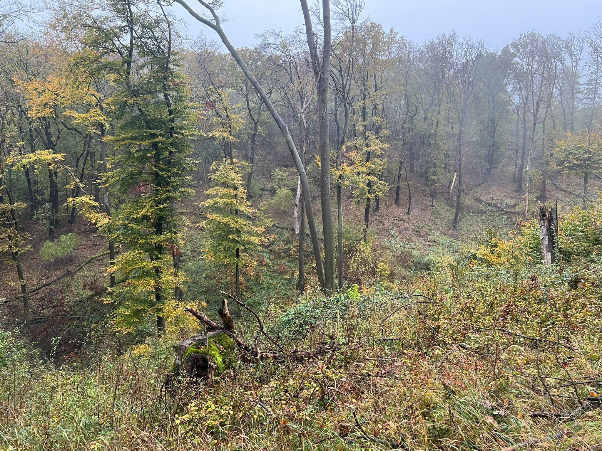 🇭🇺🐗🦌🌿