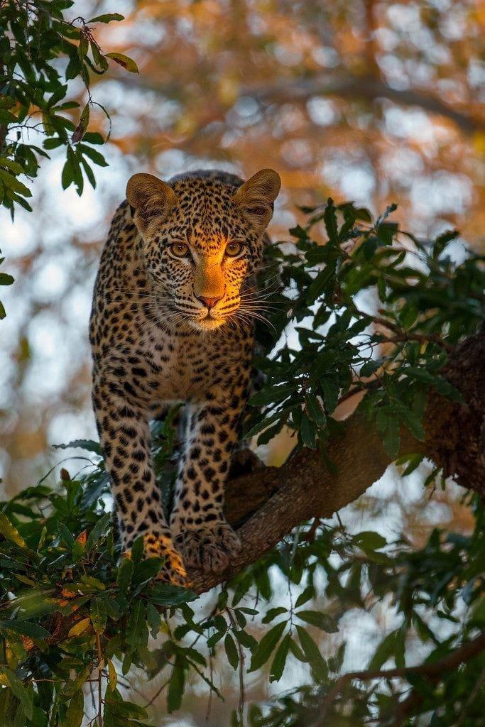 Leopardo.