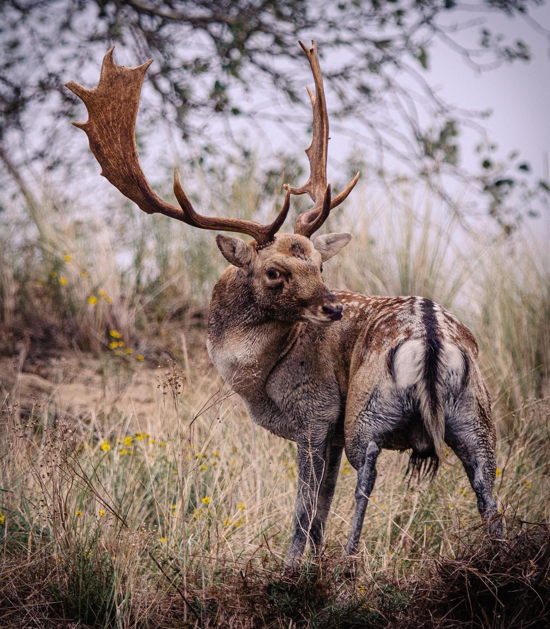 The October 2024 fallow deer rut in the stunning dunes of the Netherlands is an unforgettable spectacle of nature.