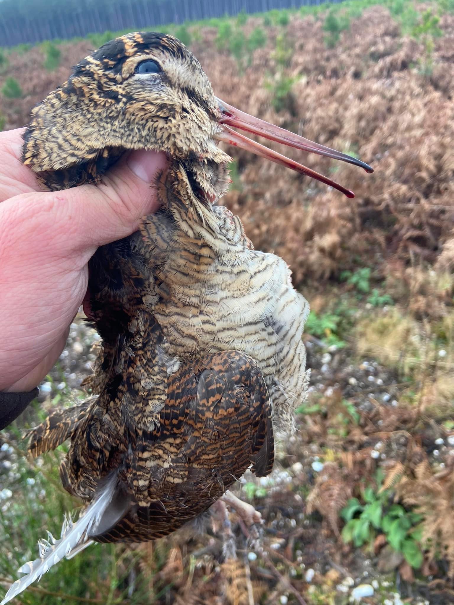 Une bonne journée de réussite et de rigolade, l’occasion de sortir le beretta aux petits gibiers avant les fêtes, j’aurais l’occasion de prélever deux bécasses et deux faisans, beaucoup d’oiseaux de vu concernant les bécasses c’était excellent, mais j’ai fait mon plus beau loupé sur un faisan je peux vous le dire 🤣 