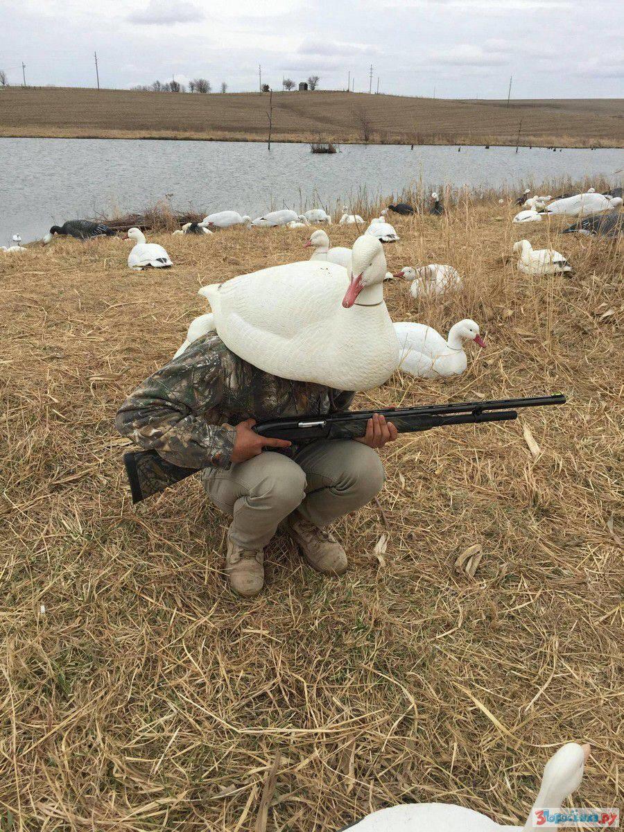 քողարկում