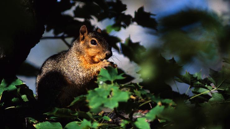 Tips for Hunting Fox Squirrels