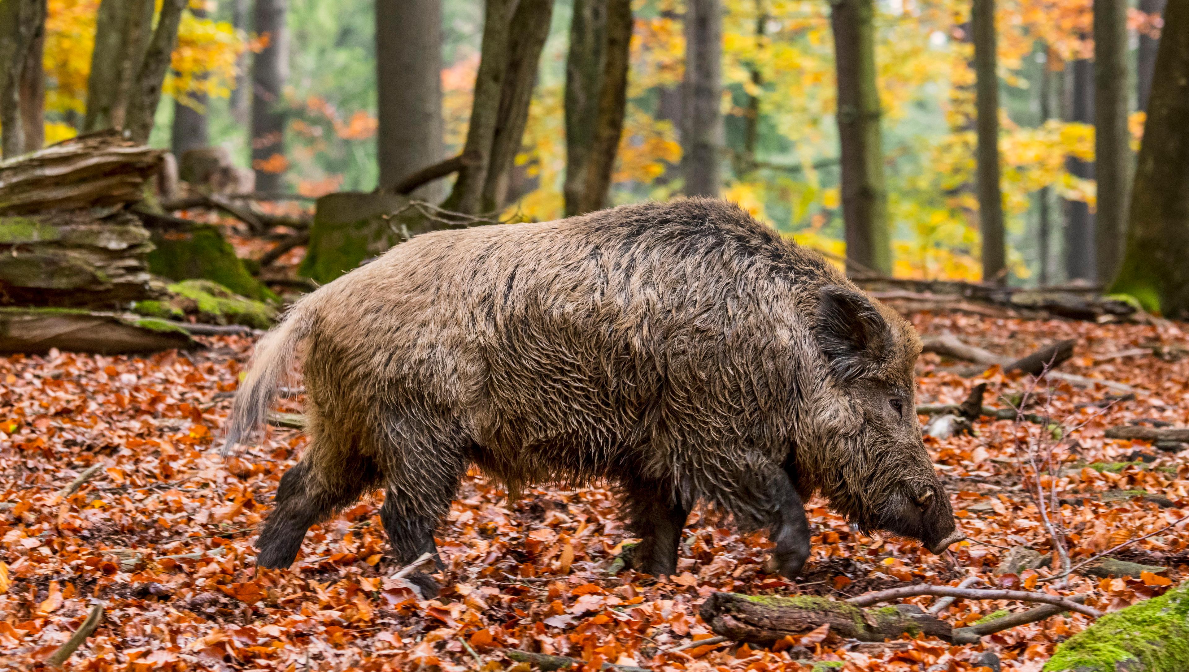 Jagd im Bezirk Gonten (Kanton Appenzell Innerrhoden), Schweiz: Bevölkerung, Jagdstrategien, Wildarten, Jagdsaisons, Clubs, Lizenzen und Traditionen