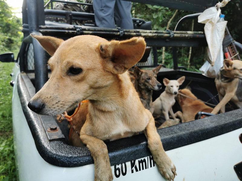 Premier jour de chasse et premier bongo sur la zone dont je suis en charge.