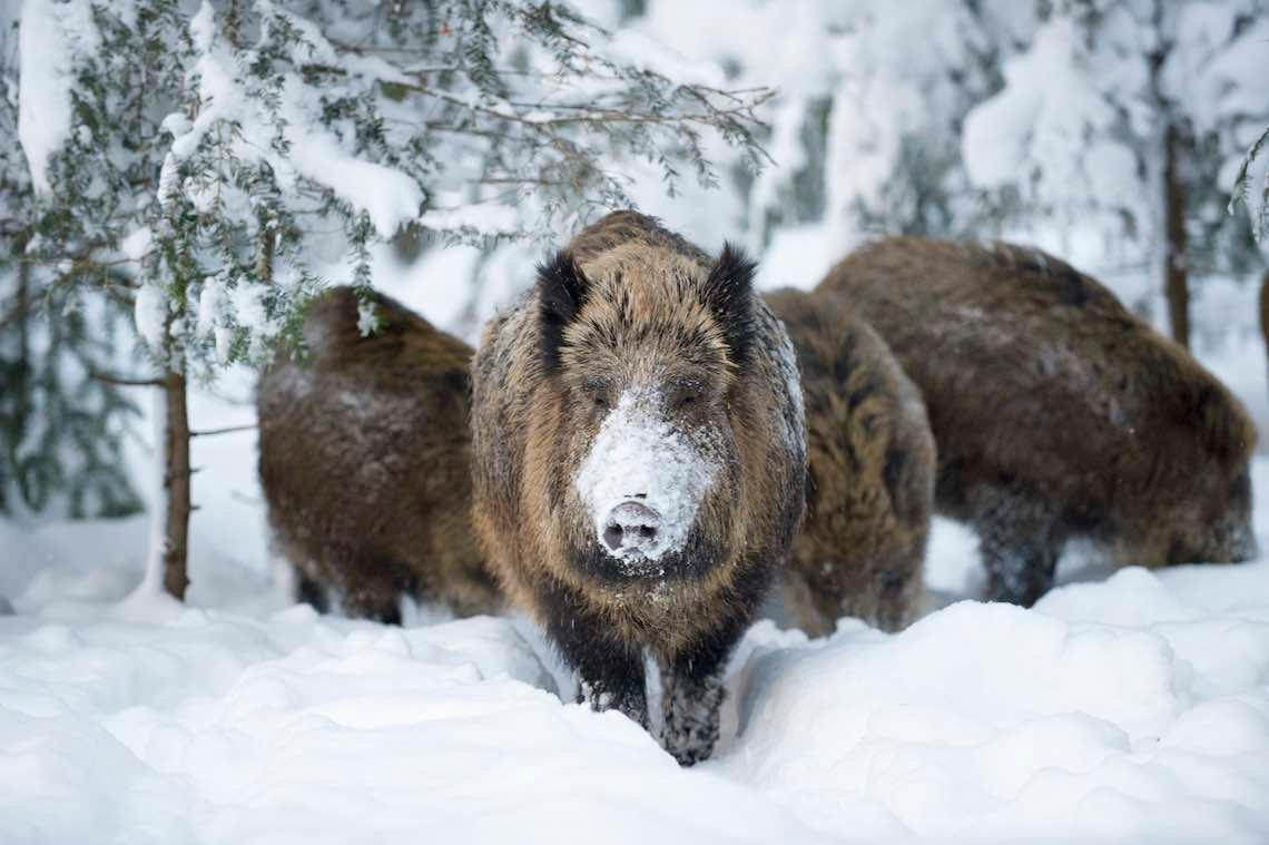 Winter ist zurück: Bitte auf Wildtiere achten!