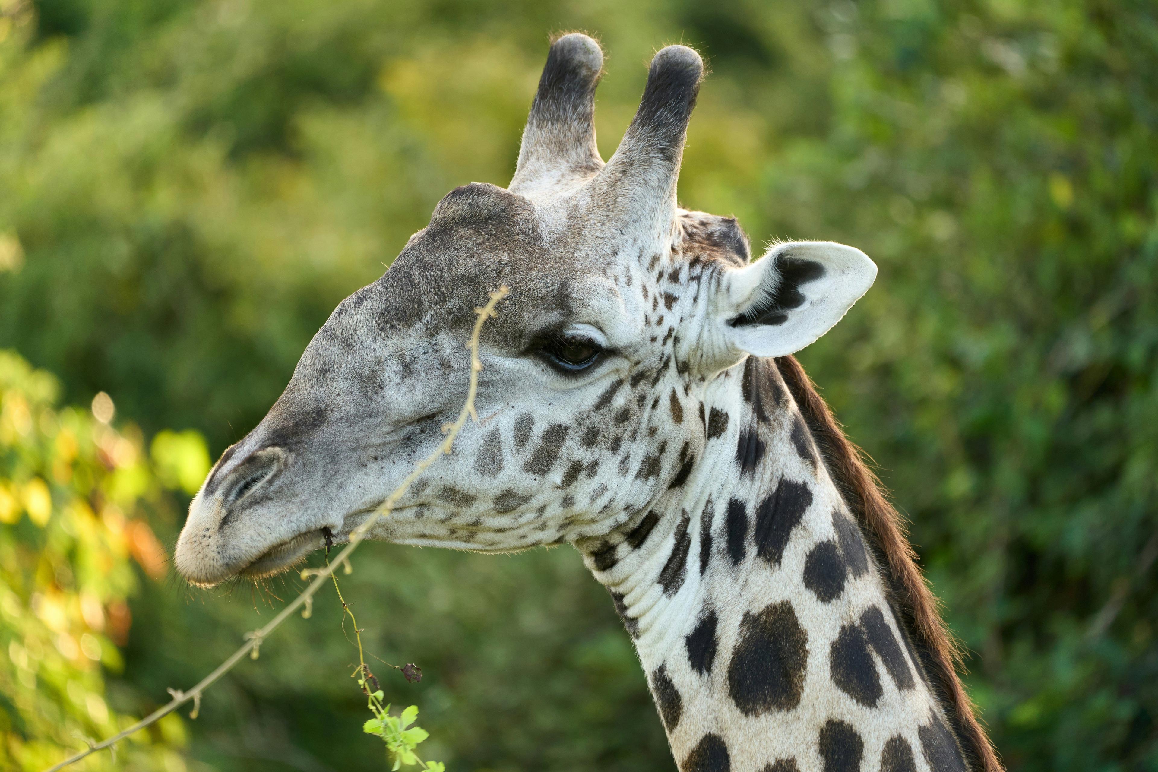 Hunting in Luapula Province and Statistics and Characteristics of the Local Hunting: A Unique African Experience in Zambia's Wilderness