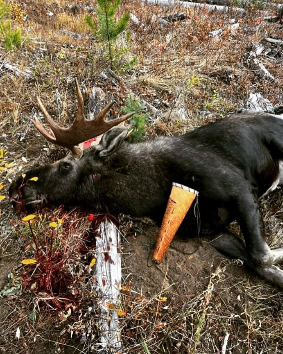 People have asked ”do your moose calls even work?” Oh yes they do!