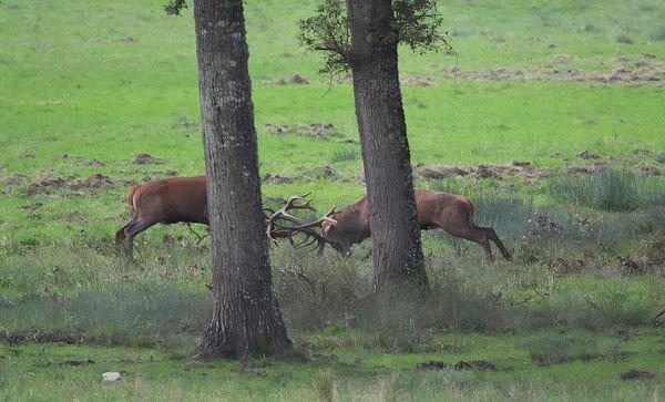 cerf déterminé au combat, pas de dommage collatéral ni pour un ni pour l'autre, juste impressionnant