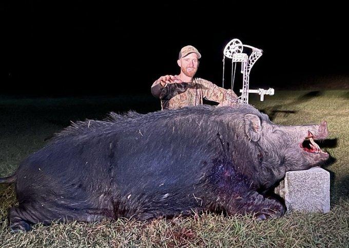 "Biggest bow boar to date, by far!!!