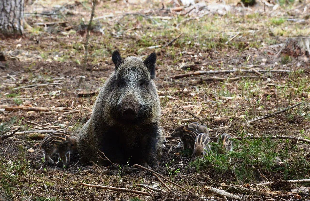 Die Jagd im Bezirk Korneuburg: Lebensraum, Wildbestände, Jägerschaft, Jagdsaison, Jagdmethoden,  Rahmenbedingungen, Gemeinschaften, Aspekte, Details 