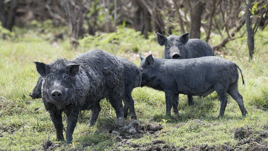 Saskatchewan taking steps to control wild boars and feral pigs