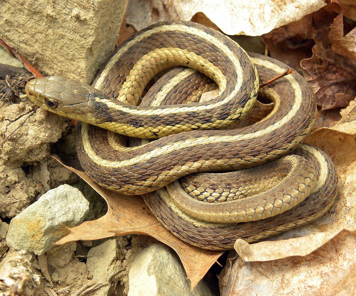 Can snakes recognize themselves?