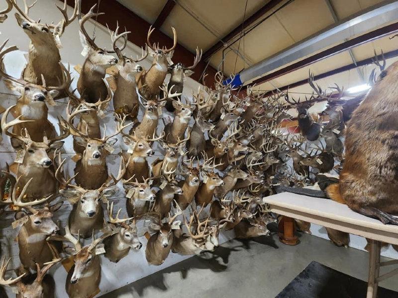 We DEFINITELY have our work cut out for us for the Friday  antler auction  day 2 of this huge 3 day auction in Maquoketa Iowa October 12-14 attended in person or bid online