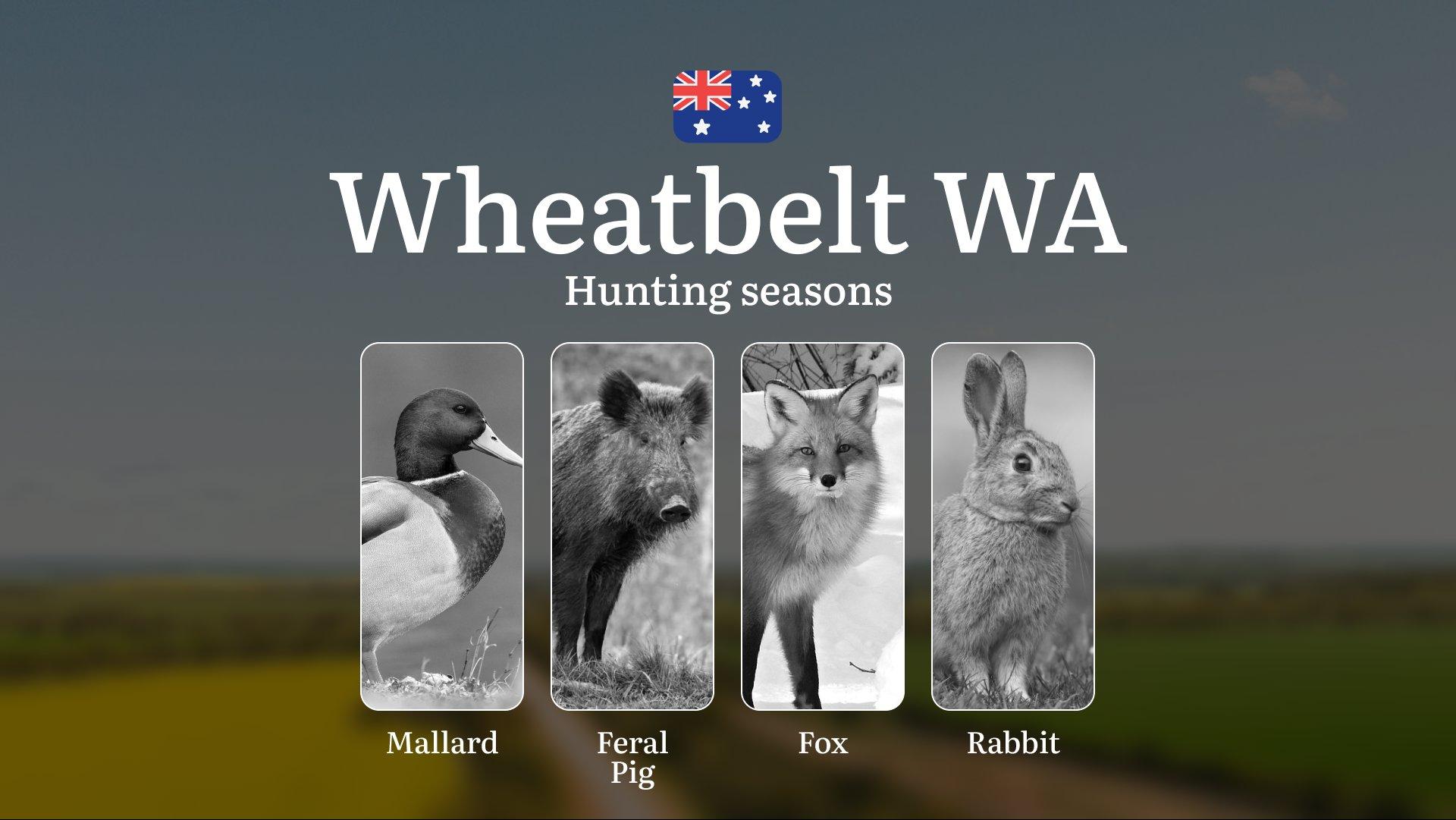 Wheatbelt WA Hunting Calendar: When the Grain Fields Yield Their Bounty - Foxes, Rabbits and Cropland Pursuits