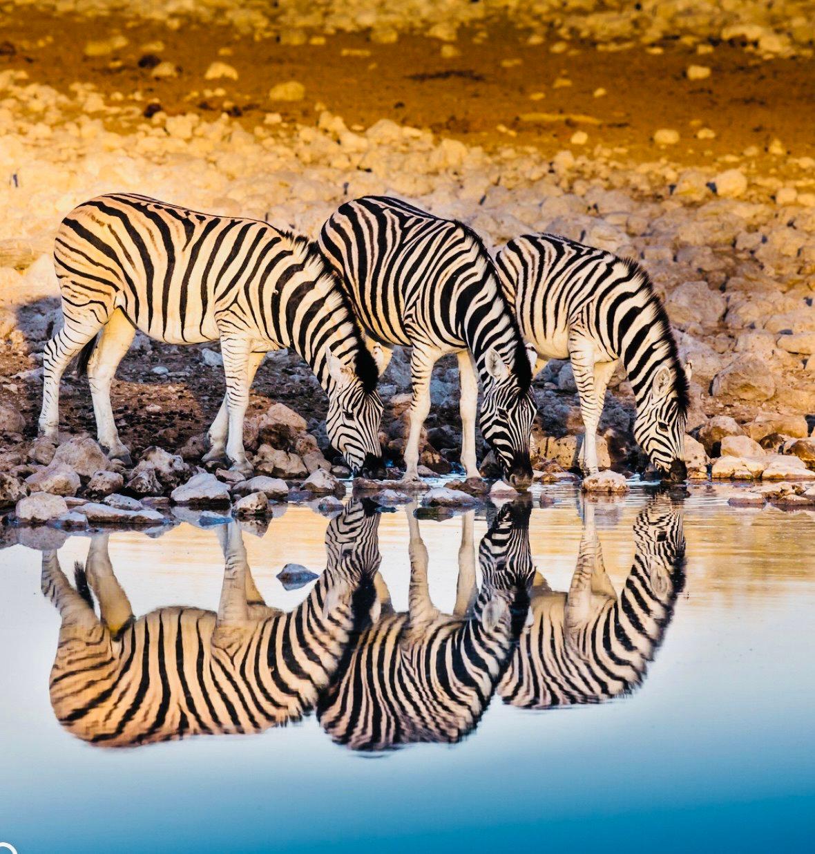 Zebra Hunting in Namibia: A Striped Trophy Worth Pursuing