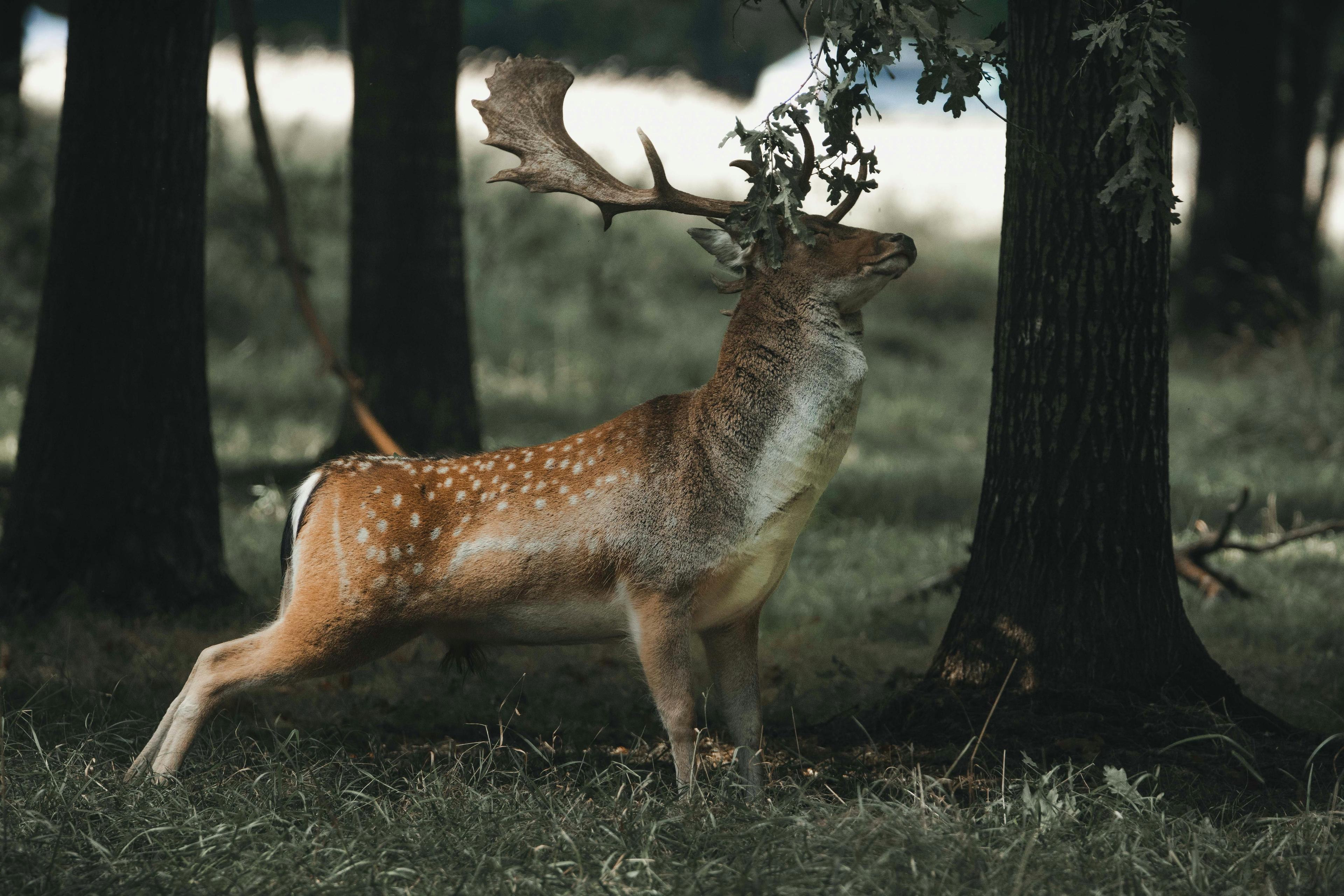 Caza en Cataluña: Experiencia de Caza Única Entre los Pirineos Catalanes y Zonas Mediterráneas con Rica Biodiversidad