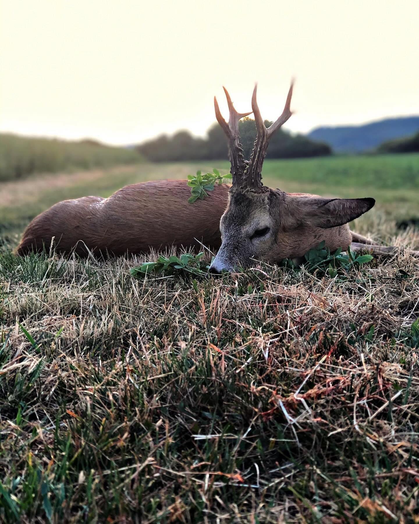 ROE BUCK hunting 📯📯 | 🍃🌿 Slovakia 🇸🇰