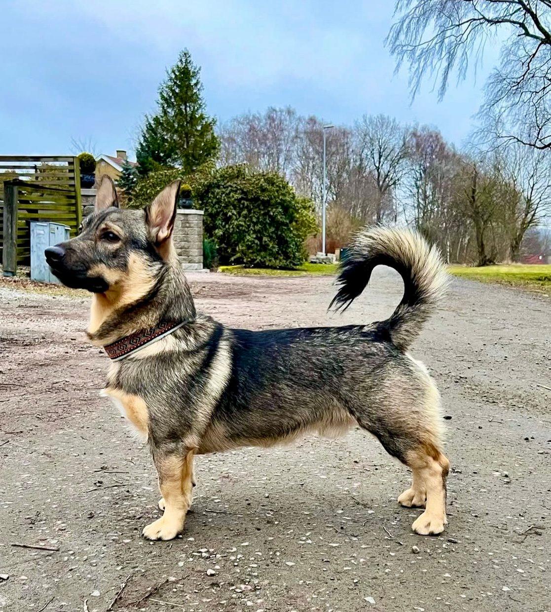 The Swedish Vallhund: A Hunter's Secret Weapon