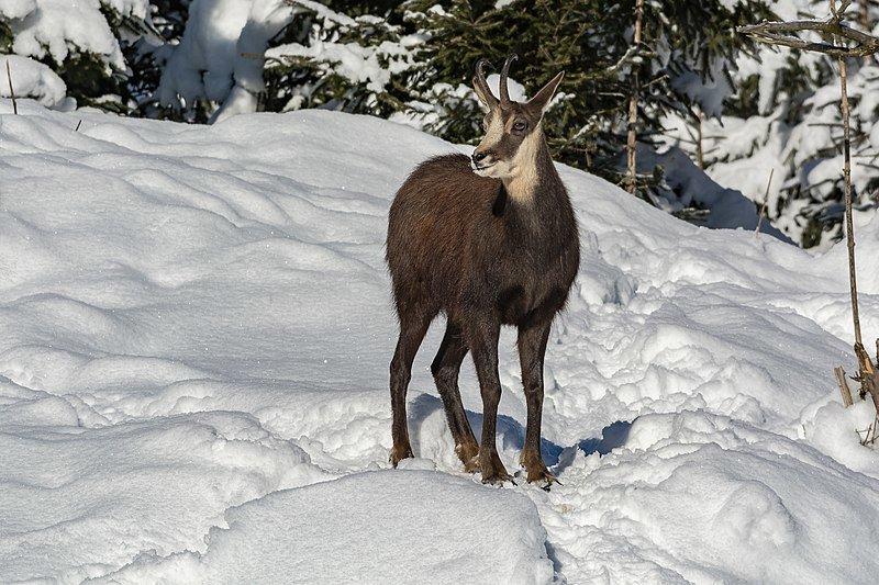 ALPINE CHAMOIS